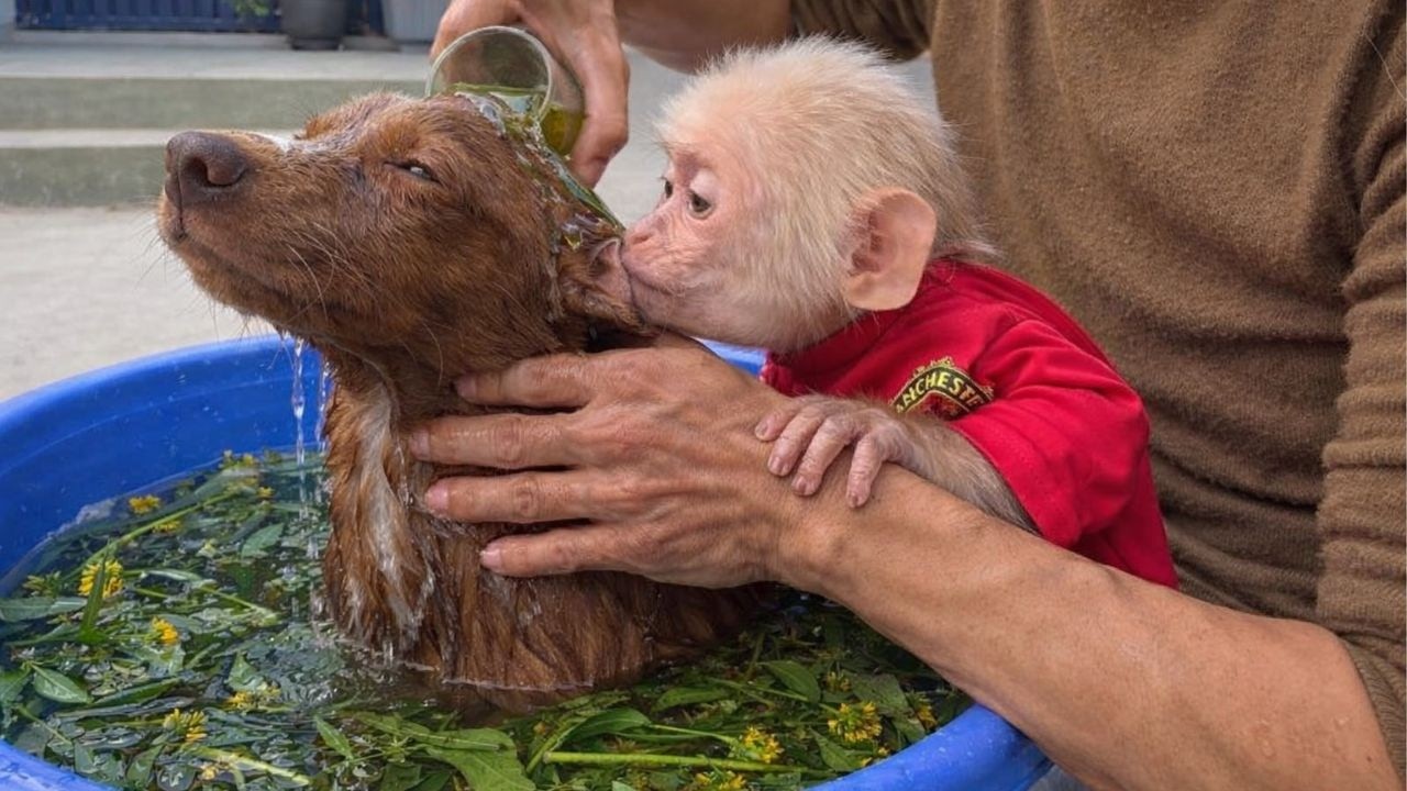 Обезьянка Баба и пес Бон с нетерпением ждут возможности принять травяную ванну вместе с папой.