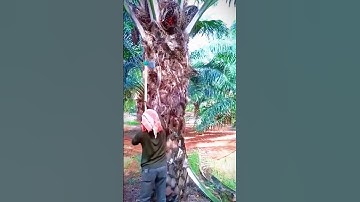 Unique way to harvest palm oil #shorts