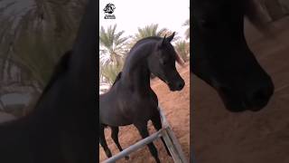 A clever way used by the ancient Arabs to know thoroughbred horses #animals #animals_amazon