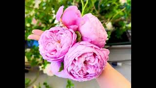 Spirit of Freedom rose is packed with 200 petals and it will be coming with me to my new garden.  screenshot 2