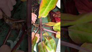 🪴 Philodendron prince of orange #plants #houseplant