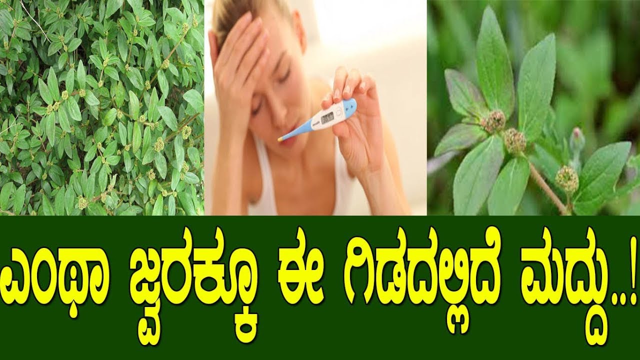 ಎಂಥಾ ಜ್ವರಕ್ಕೂ ಈ ಗಿಡದಲ್ಲಿದೆ ಮದ್ದು..! health benefits of euphorbia hirta  ..!