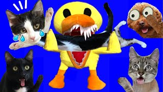 Blue y Yellow que sale del juego Rainbow Friends en la vida real / Videos de gatitos Luna y Estrella