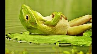 Žaba Žabica Se Oglaša, Žabica Poje. The Sound Of Frog, Original.