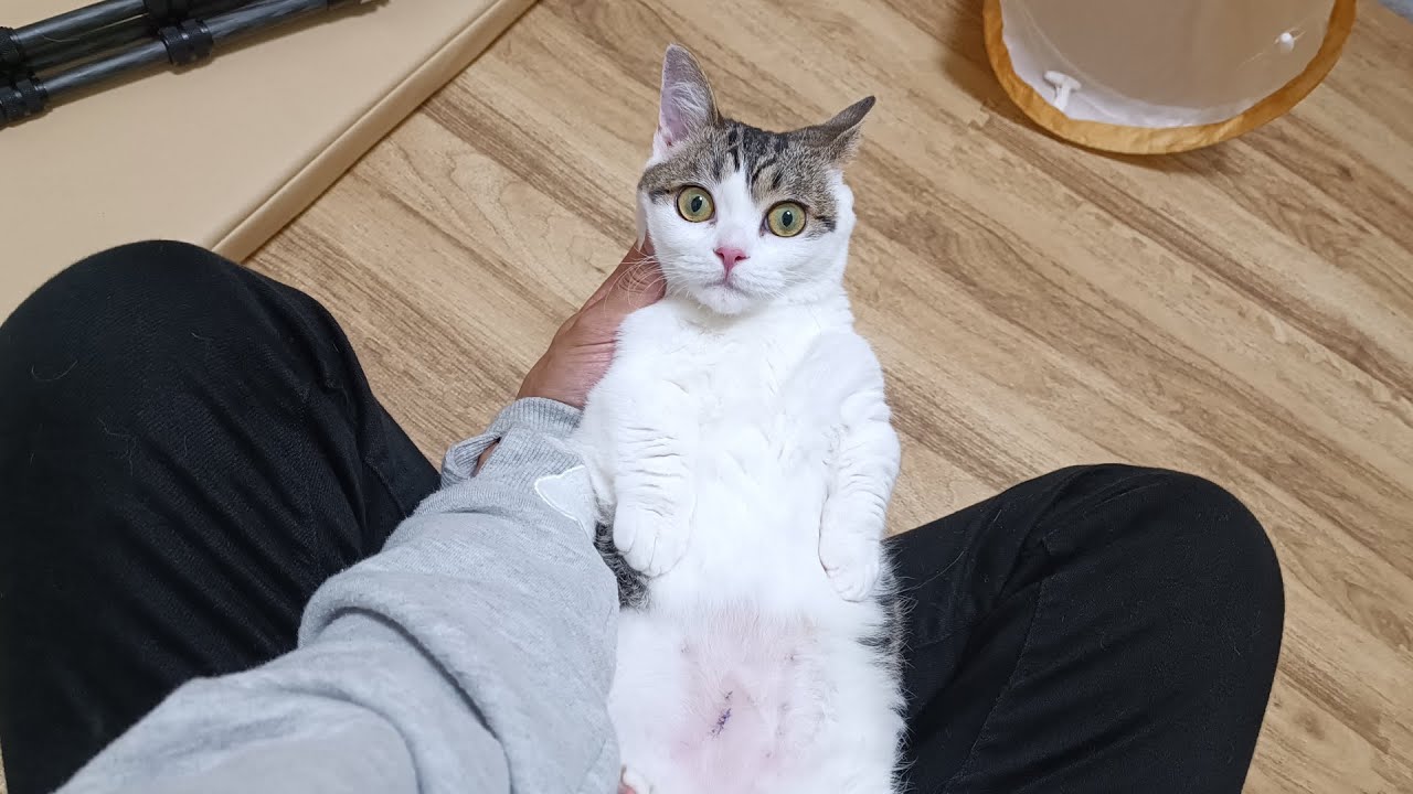 スリスリ大好き猫の頭をこねくり回したら案の定喜びました