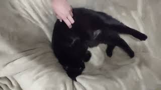 Void Stealing Snuggles