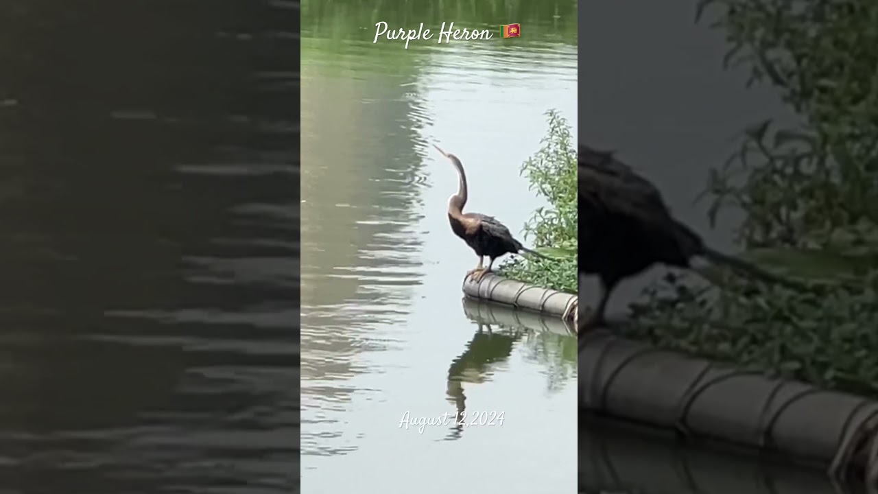 🇱🇰 Purple Heron 