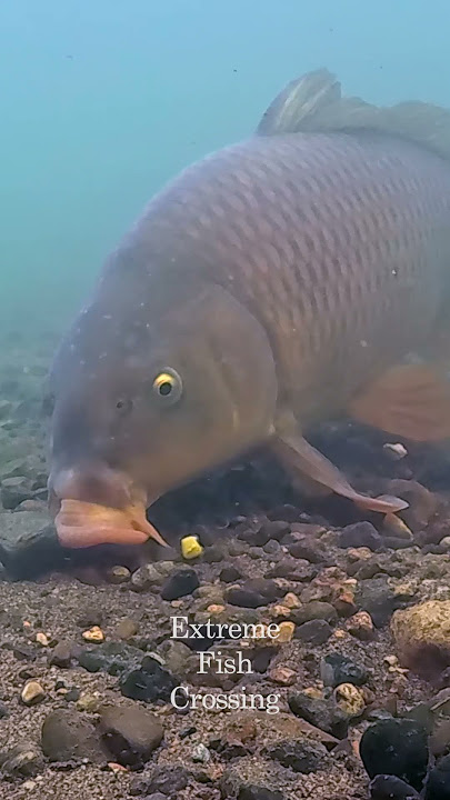 Carp Fishing with Fake Corn