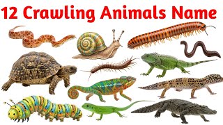 12 Dangerous & Interesting Crawling Animals 🐊 | Kids Learning Video