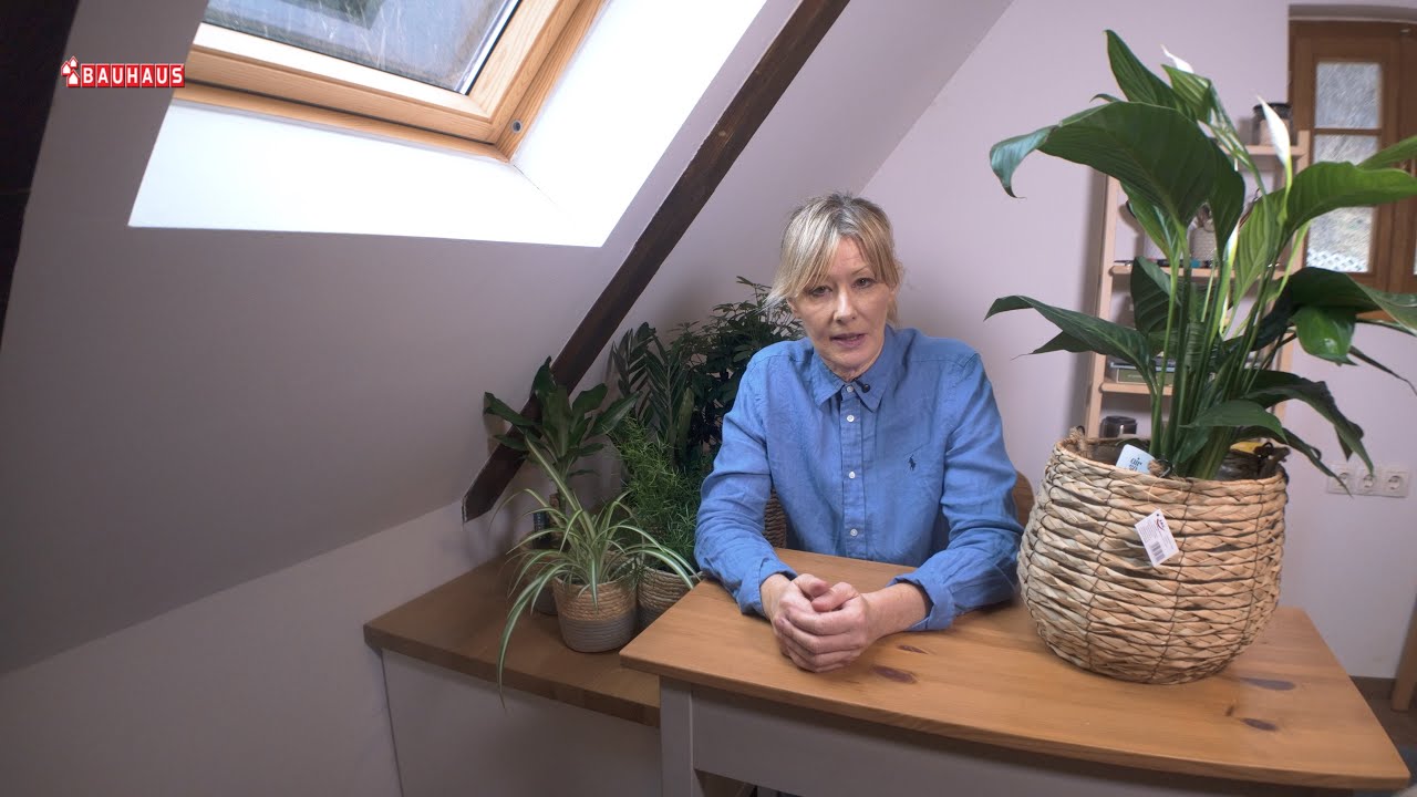 Škola vrtlarstva - najizdržljivije sobne biljke