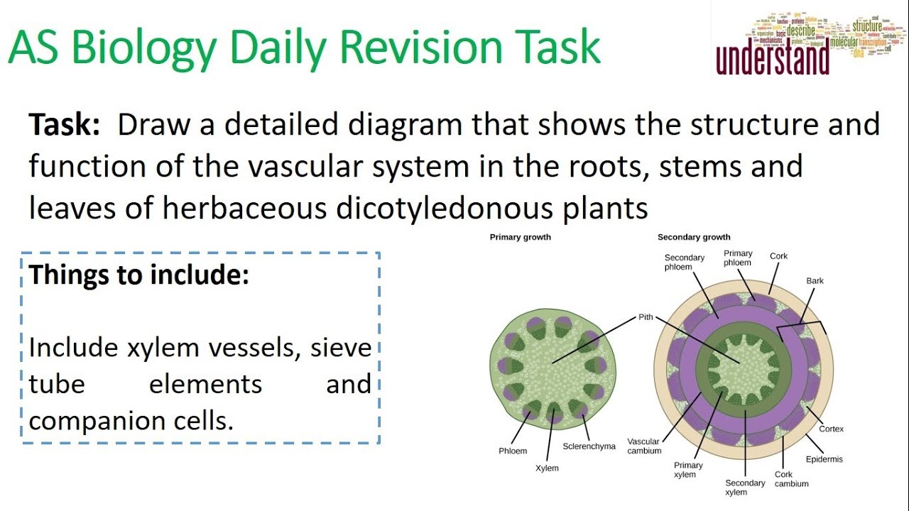 AS Biology Daily Revision Task 79 camera iphone 8 plus apk