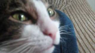 Dramatic cat - Dramatic look