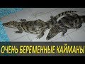 Очень беременные кайманы!