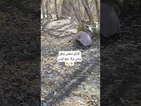 طبیعت جمع کردن برگ