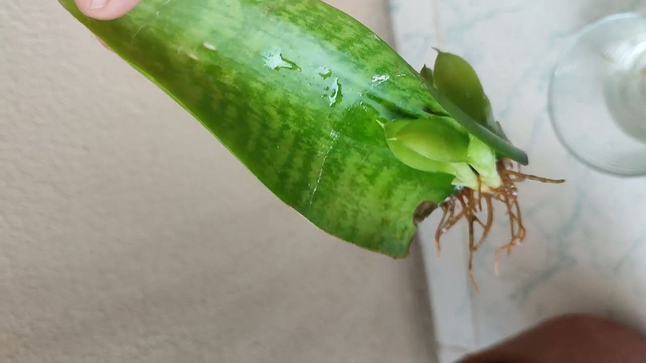 AÇMAYAN COŞMAYAN KILIÇ ÇİÇEĞİNİZ KALMASIN ‼️