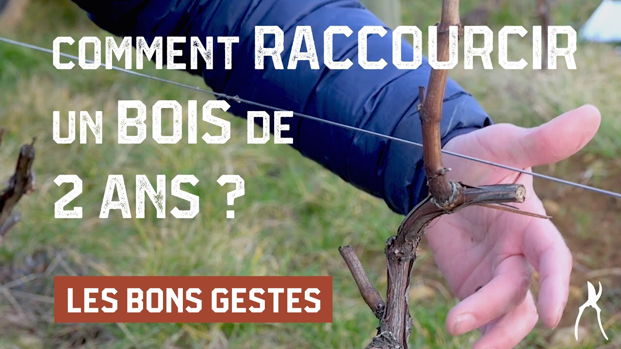 Comment raccourcir un bois de deux ans ?