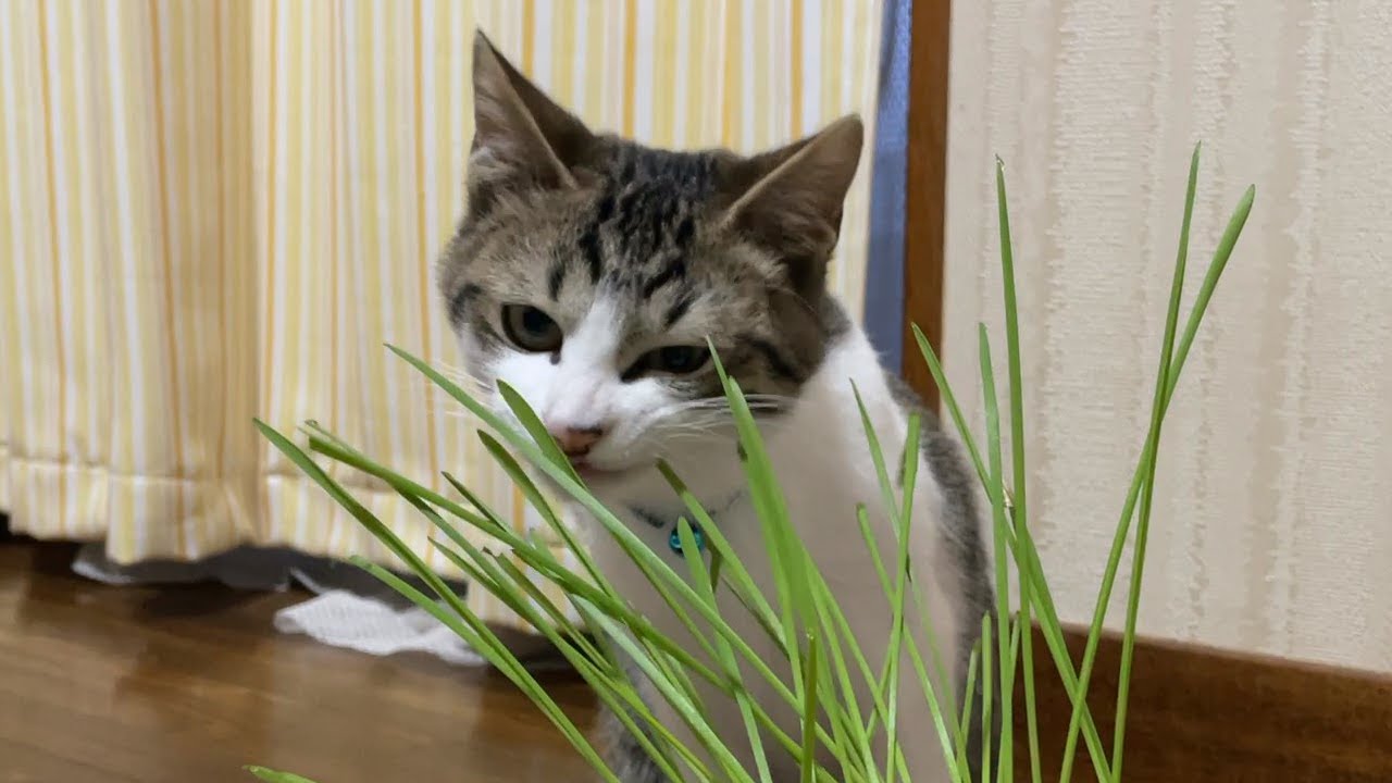 猫草を食べる子ネコ Youtube
