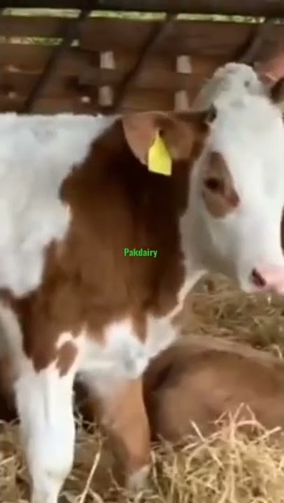 white face calfs#pakdairy #foryou #shorts #subscribe #trending #viral #dairy#youtubeshorts#cattel