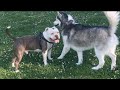 A Husky gets Feisty at a Dog Park