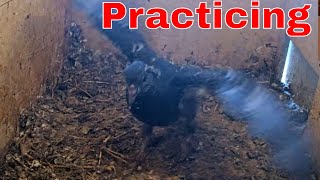 Future Flyer 🪽 Pigeon Nestling Practices Its Wings Inside the Nest 👀