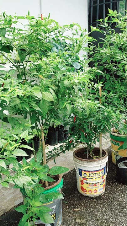 Pokok Cili Kampung - tanam dalam pasu nutripot