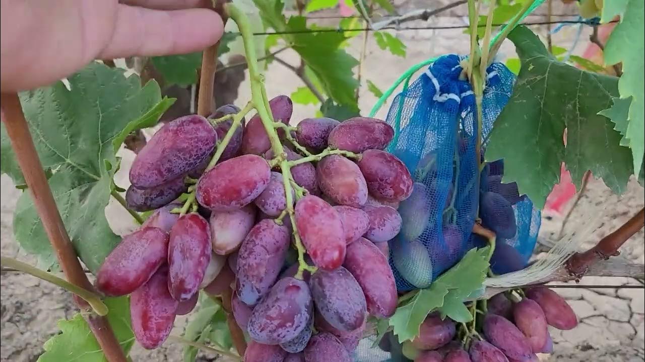 Виноград Автограф 2022 - новинка селекции Калугина Виктора. Виноград Теплова Тат