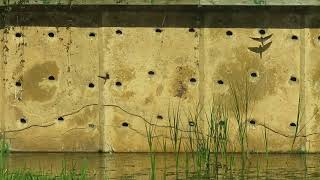 170813#3 Sand Martins