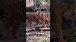 Zoo tiger #shorts #sandiegozoo #tiger #wildlife #safari #latinowildlifealliance