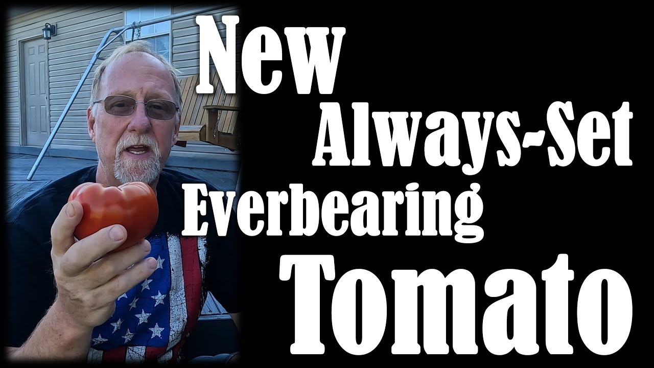 Первый ремонтантный (непрерывный) томат