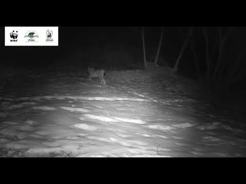 The mighty lynx