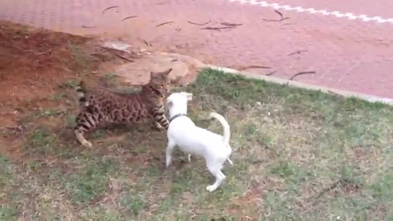 My Bengal Cat playing with a Jack Russel Dog YouTube