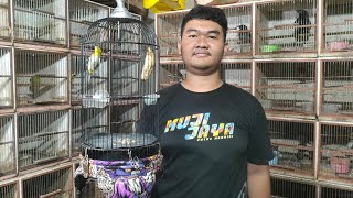 BURUNG KECIL MUNGIL SUARA ISTIMEWA PERAWAN MUDAH 