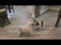 20231225 Hayden Family Xmas with Polar and Ricki being good dogs COMBINED