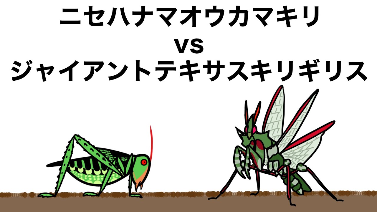 ジャイアント テキサス キリギリス