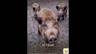 Дикі тварини. #кабан #дикий #animals #funny #wildlife