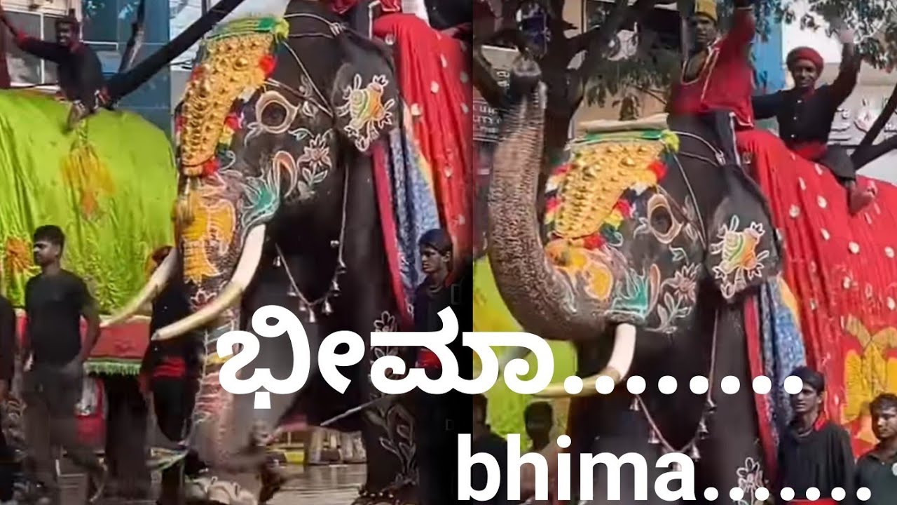 Bhima Mysore Dasara youth icon 2025 happy Dasara 