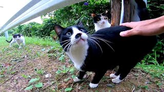 メチャメチャ野良猫がいる通りに迷い込んだので車を停めて接近してみた