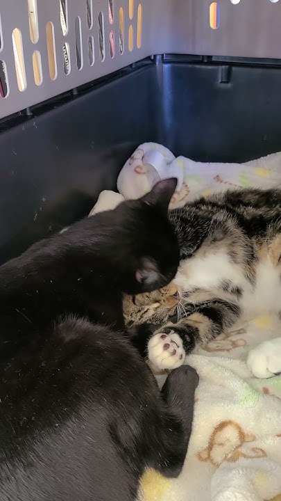 Cute Cats 3 - YouTube