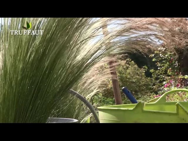 Comment planter la gramine Stipa : cheveux d'ange au jardin ? - Truffaut