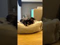 子犬チワワが寝るまで#shorts#チワワ #子犬