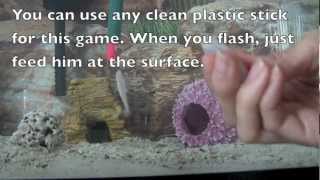 Game for Fish: Following a Target screenshot 5