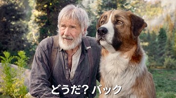 ハリソン・フォードが奇跡の名犬バックと再び冒険の旅へ！／映画『野性の呼び声』予告編