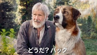 ハリソン・フォードが奇跡の名犬バックと再び冒険の旅へ！／映画『野性の呼び声』予告編