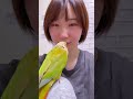 ウロコインコは狭いところが好きって伝えなきゃ※自分で入ってきます。このあと水浴びさせました。#ウロコインコ #ウロコインコパイナップル #インコ #鳥 #姫子