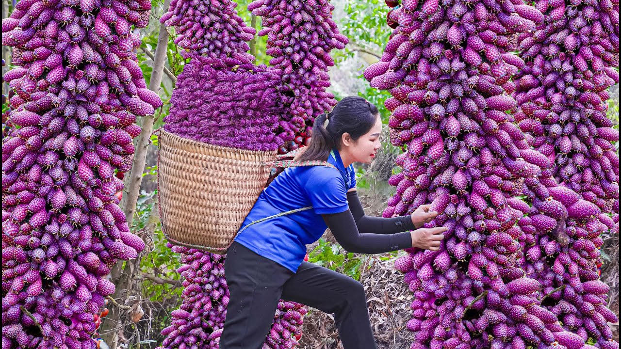 Harvesting 1000+ Giant Purple Grapes in the Forest | Rare Fruit Harvest & Country Life