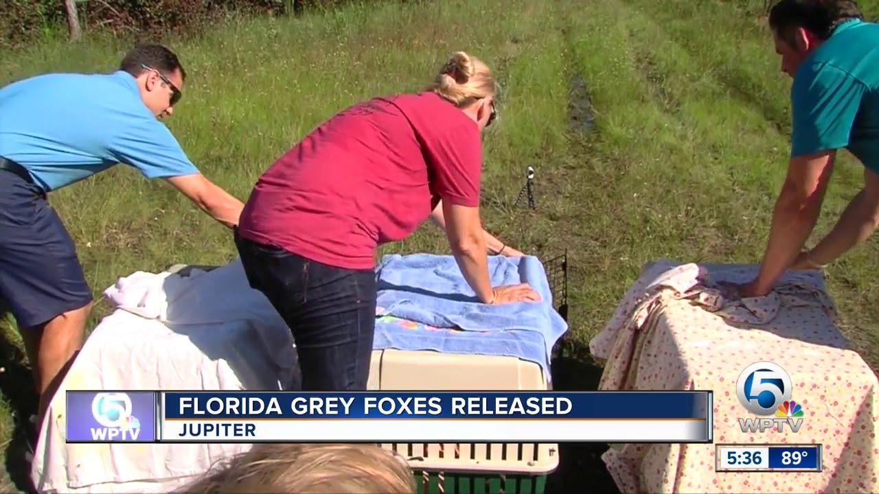 vero beach weather Foxes, heron released