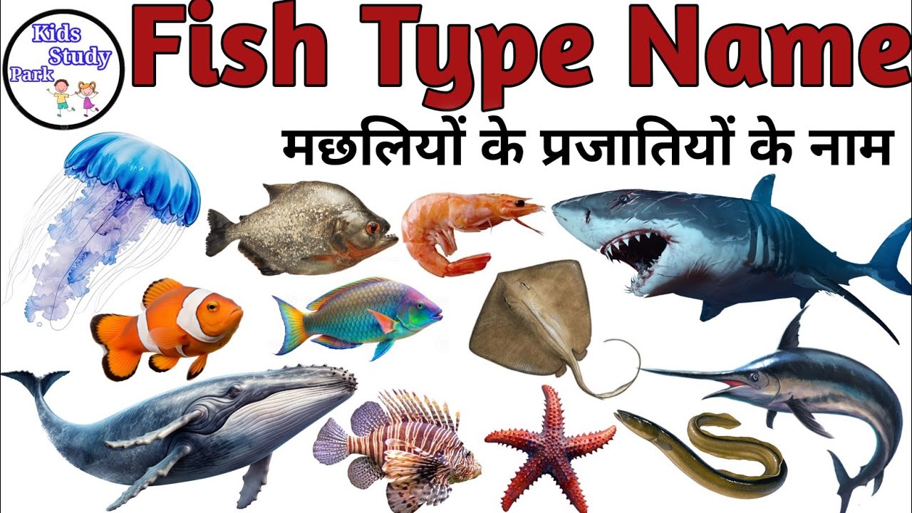 Fish Name l Fishes Name In English With Pictures l Fishes for kids | Fish video | Fish Types