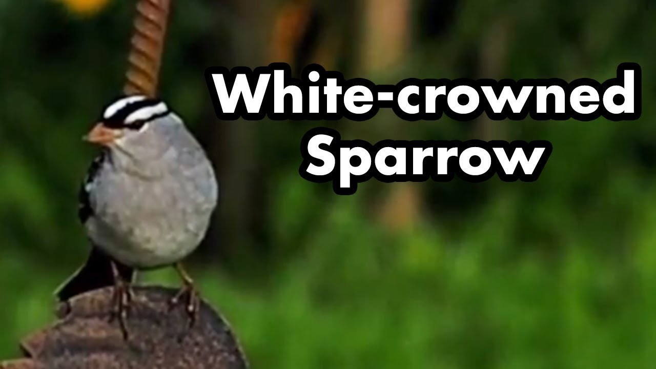 White-crowned Sparrows Comes To My Yard 
