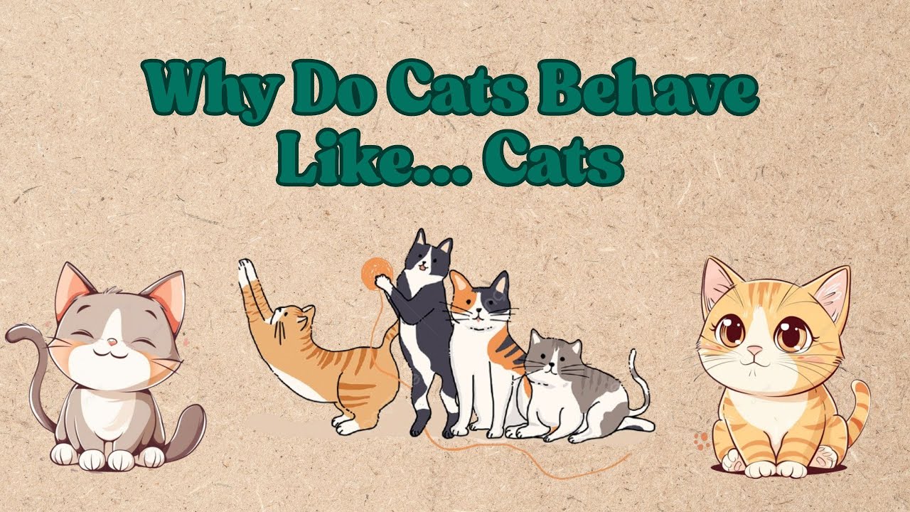 👉 Decoding 5 Weird Cat Behaviors – and the Secrets Behind Them !