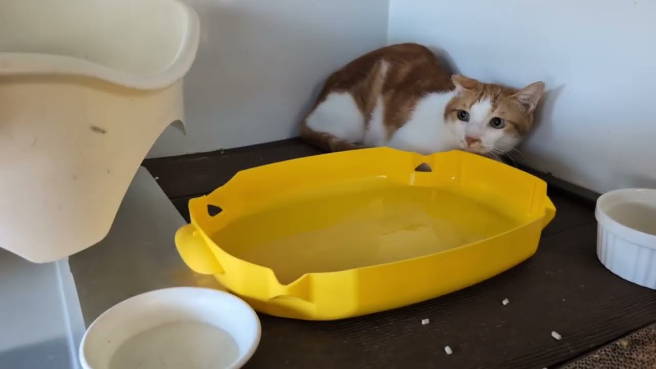 ユメちゃん膀胱炎の原因は？